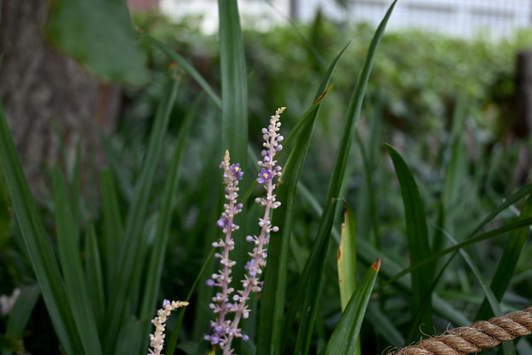公園際に沿って作られている植栽スペースで咲いているヤブラン。先ほどの株がひときわ花を咲かせていて、多くはこの写真のようにチラホラ咲き始めている程度。/ 2026.08.10 万寿寺通・有隣公園から