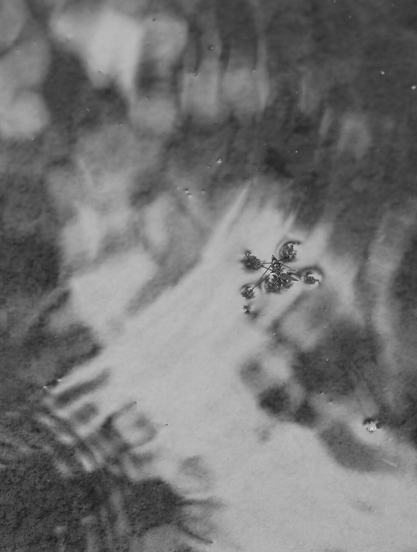Black and white macro photograph of a water skating insect (Gerris sp.) on the surface of the murky water of a pond, rippled by water droplets falling nearby, and reflecting the white light of the sky through the trees.

Photographie macro en noir et blanc d'un insecte patineur (Gerris sp.) sur la surface de l'eau trouble d'une mare, ridée par les gouttes d'eau qui tombent tout près, et réfléchissant la lumière blanche du ciel à travers les arbres.