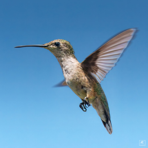 Color photo of a female ruby-throated hummingbird hovering in mid-air against a blue sky.
