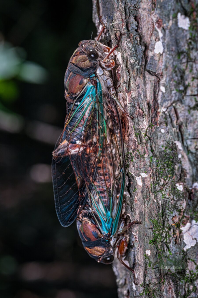 Two cicadas mating on the side of a tree. They have green and teal wings.