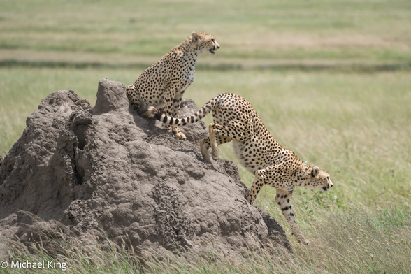 Two cheetahs on a termite mound. One is sitting on top, the other is descending into the grasses.