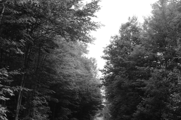 A black and white photograph of the forest, deciduous trees whose leaves almost touch above a path. The diffuse light of the overcast sky filters through the leaves. In the distance below, a landscape of hills is barely visible between the branches.

Photographie noir et blanc de la forêt, des feuillus dont les feuillages se touchent presque au-dessus d'un sentier. La lumière diffuse du ciel couvert filtre à travers les feuilles. Au loin en contrebas, un paysage de collines se devine à peine entre les branches.