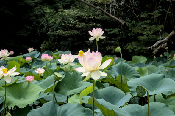 池で数多くのハスの花が咲いている。咲き終わったハスも花托がまだ緑のままで、咲き終わってから間もない様子。/ 2026.08.11 知恩院から