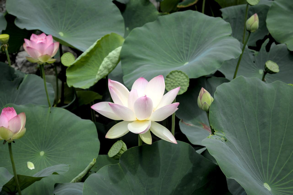大きく丸い葉の隙間を縫って咲いているハスの花。咲き終わって花托だけになったものも見えるが、これから咲くつぼみも複数見えている。/ 2026.08.11 知恩院から
