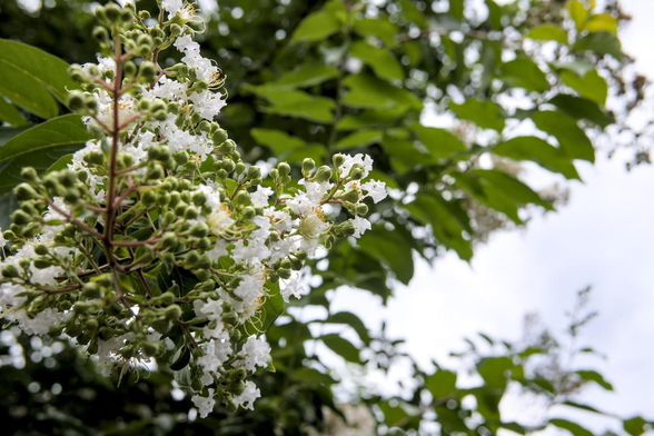 白いサルスベリの花が白い空に紛れるように咲いている。/ 2026.08.11 知恩院道から