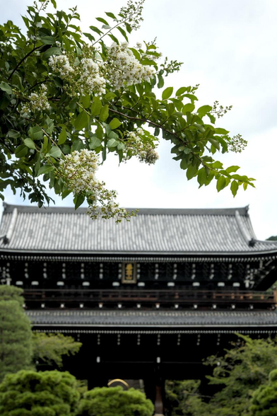 白いサルスベリの花と知恩院の三門。/ 2026.08.11 知恩院道から