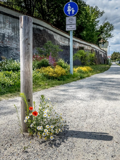 Ein Kiesweg an einer Mauer vorbei, links bepflanzt mit Stauden. Im Vordergrund ein Holtpfahl, mittig im Kiesweg. An seinem Fuß Mohn und Kamille.