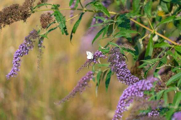 a little white butterfly on buddleia. Some of the lilac flower panicles are still open and fresh while others have already gone brown and dry, the whole bush a mix of bloom and seed. A warm golden blur of dried grass behind the bush.