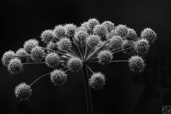 Plant against black background.