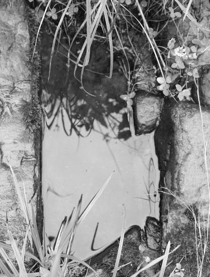 Black and white photograph of the surface of water pooling between damp rocks near a pond, in a rectangular-shaped depression, surrounded by foliage of grasses and clover. Their shadows are cast on the surface of the murky water, which also reflects the white sky.

Photographie noir et blanc de la surface de l'eau accumulée entre les roches humides près d'une mare, dans un trou de forme rectangulaire, entourée de feuillage d'herbes et de trèfles. Leur ombre est projetée à la surface de l'eau trouble, qui reflète aussi le ciel blanc.