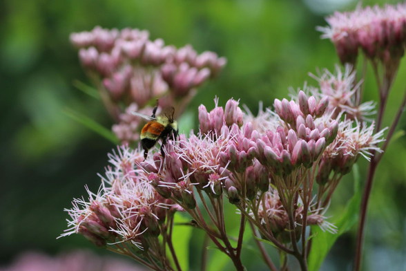 Close-up photograph of a yellow, orange, and black bumblebee foraging on the clusters of pink spotted Joe Pye weed flowers, some still closed in bud, others open with long stamens protruding from their centers. Pink flowers and green leaves are blurred in the background.

Photographie en gros plan d'un bourdon jaune, orange et noir, en train de butiner sur les fleurs roses en grappes de l'eupatoire maculé, certaines encore fermées en boutons, celles ouvertes avec de longues étamines sortant de leur centre. Des fleurs roses et des feuilles vertes sont floues en arrière-plan.