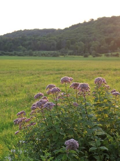 Photograph of a clump of spotted eupatorium with its balls of pink flowers at the end of dark green leafy stems, still in the sun in the falling evening light, on the edge of a lime green field, visible behind, and a dark green hill in the background.

Photographie d'une talle d'eupatoires maculés avec ses boules de fleurs roses au bout de tiges feuillues vert foncé, encore au soleil dans la lumière tombante du soir, en bordure d'un champ vert lime, visible derrière, et une colline vert foncé en arrière-plan.