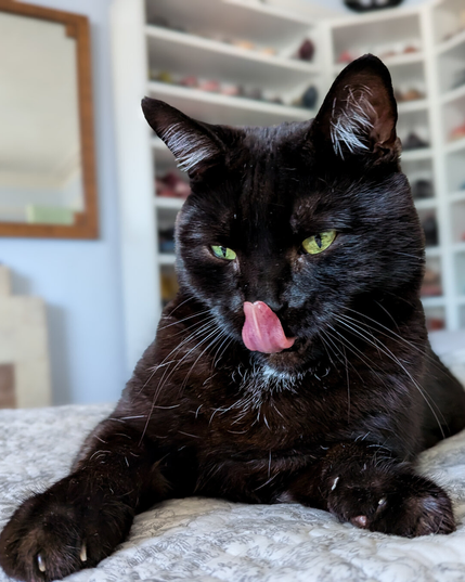 A handsome black cat with yellow-green eyes licking his nose with a big pink tongue. His ears are up but relaxed and he is lying on a white bedspread.