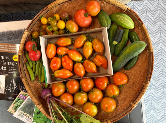 A photograph of colorful vegetables in a large, flat basket rests on the corner of a low table, with a photo book and a few seed packets around it, and a pale gray rug on the floor to the right. Inside the basket, a cardboard box contains a dozen elongated Italian tomatoes, almost red with some green still showing. Below the box are a dozen red tomatoes, also with some green, and a purple turnip with its green leaves. To the right of the box, still in the basket, are six green cucumbers and a small piece of zucchini. To the left are green peas and two small, pinkish-red tomatoes. On top of the box are yellow and red cherry tomatoes, and three other, larger tomatoes.

Photographie de légumes colorés dans un grand panier plat, posé sur le coin d'une table basse, avec un livre de photo et quelques sachets de graines autour, et un tapis gris pâle au sol du côté droit. Dans le panier, une boîte de carton contient une douzaine de tomates italiennes de forme allongée, presque rouges avec encore du vert. Sous la boîte, une douzaine de tomates rouges avec encore du vert, et un navet pourpre avec son feuillage vert. À droite de la boîte, toujours dans le panier, six concombres verts et une petit bout de courgette. À gauche, des pois verts et deux petites tomates rouge rosé. En haut de la boîte, des tomates cerises jaunes et rouges, et trois autres tomates plus grosses.