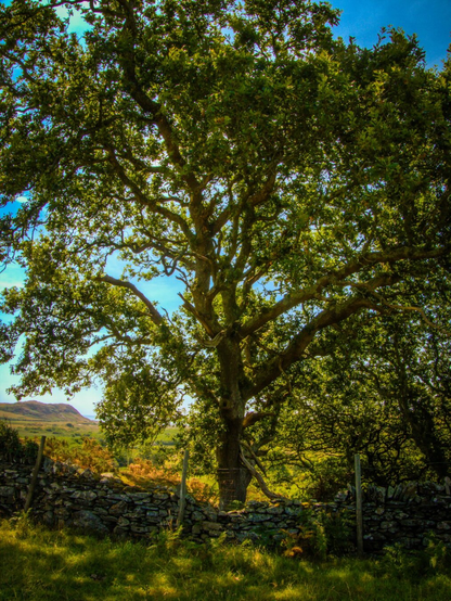A backlit towering, mature oak tree with sprawling green branches stands behind a traditional dry stone wall in North Wales. In the distance a small mountain can be seen under a partly cloudy blue sky.