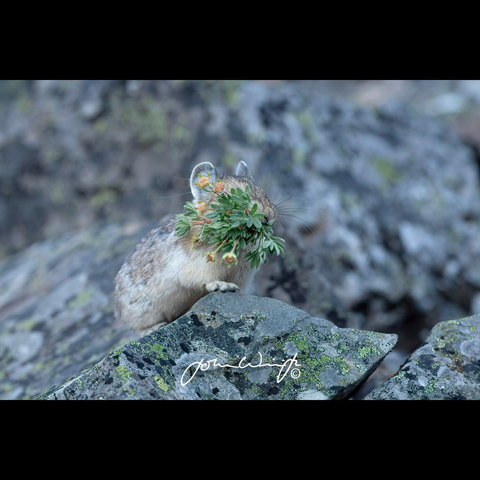 pika carrying abundant greenery in their mouth stepping onto rock on rocky hillside