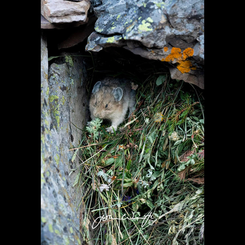 pika on top of their stash of plants in their den between large rocks 