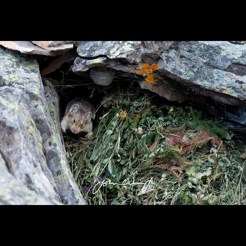 pika on top of their stash of plants in their den between large rocks 