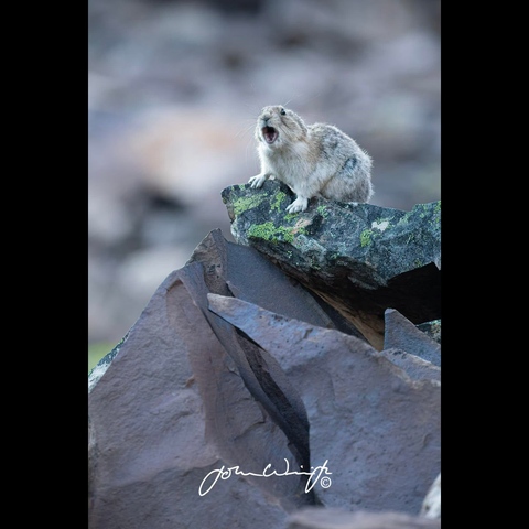 pika on top of a rocky hill mouth open to vocalize