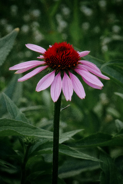 A close up image of a pink cornflower set against a green background of leaves and grasses.