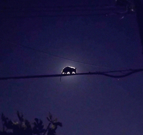 le passage d'un opossum sur une branche cache la lune