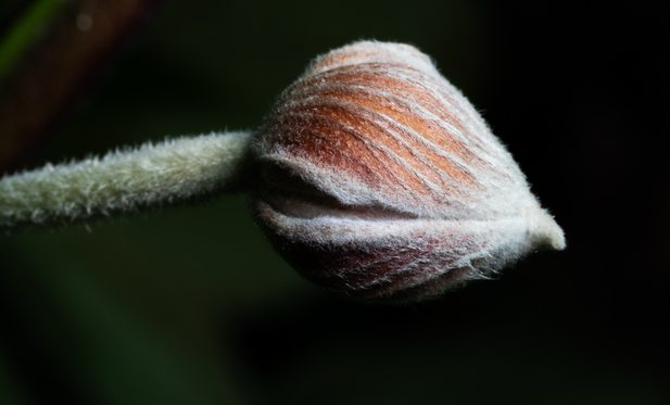 This is a photo of a pod of a flower, or a flower that is about to open. There is a black background and coming in from the left is a green stem covered in soft fuzz. The pod is shaped like Kermit the Frog. That is there is a top and a bottom and a line in between that looks like the line of a mouth. The pod is just opening so it looks like the pod is speaking to you out of the side of their mouth. The pod is light brown with stripes of fuzz running from the stem to the tip. It’s soft and pretty and beautiful and fragile and wonderful.