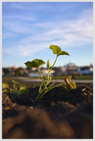 Vertical closeup of a young green pumpkin plant growing on a field, taken from ground level. In the background, blurred fields and buildings are visible.