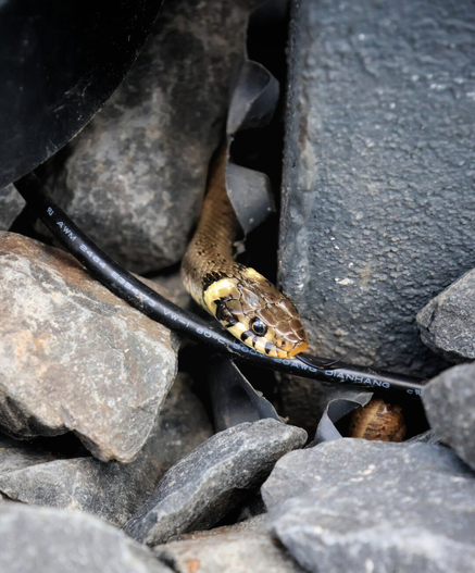 A grass snake with a distinctive patterned head of dark and light markings emerges from between grey rocks near a paved surface. A black cable runs diagonally across the scene, with the snake moving above it.