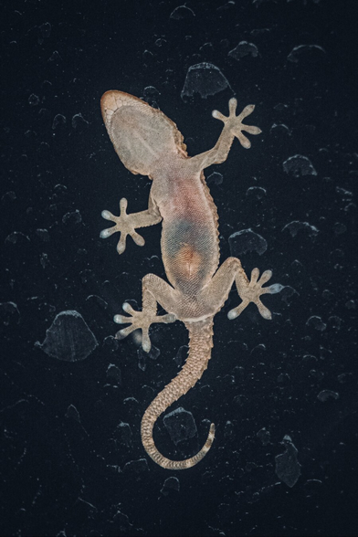 This is a photo of the underside of a small, light tan gecko on a window (at nighttime). The textured drop like pattern around it is just water residue. They have splayed toes with padded adhesive pads and their curled, textured tail are clearly visible against the dark background. (And you can even see the different colours in their tummy!!) Unfortunately this is the best quality I can upload because it gets super compressed - so this will have to do!