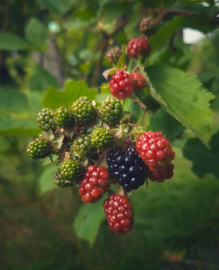 A bunch of blackberries in three stages: small green ones (potential), a little bigger, red ones (the hope) and one ripe, black one (joy)