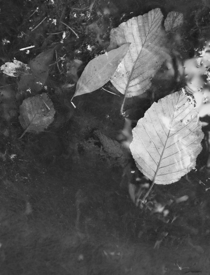 A black and white macro photograph of seven fallen tree leaves in a small pond. Some are lanceolate, others rounded, toothed, and have prominent veins. The leaves lie just below the surface of the shallow water, and the white light of the cloudy sky reflects off them. The water is dark and murky, and other debris is present, such as pine needles, mud, and small insects.

Photographie macro en noir et blanc de sept feuilles d'arbres tombées dans l'eau d'une petite mare, certaines lancéolées, d'autres arrondies, dentées et aux nervures très apparentes. Les feuilles reposent tout juste sous la surface de l'eau peu profonde, et la lumière blanche du ciel nuageux se reflète au-dessus. L'eau est foncée, trouble, et d'autres débris se trouvent, comme des aiguilles de conifères, de la boue et de petits insectes.