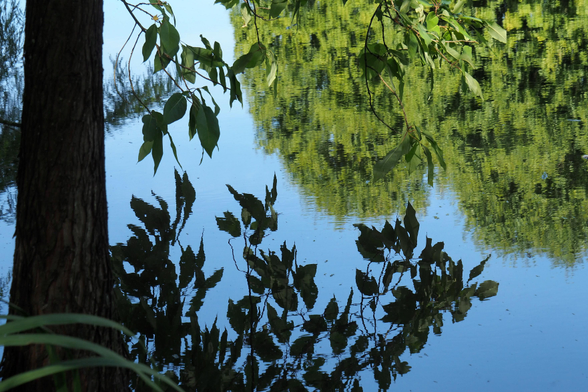 Ein Baum steht am Rande eines Teiches, Äste und Zweige mit Blättern ragen ins Bild und werfen dunkle Schatten auf das Wasser. Der Himmel ist wolkenlos blau und spiegelt sich mit anderen Bäumen im Teich.

A tree stands at the edge of a pond; its branches and twigs, covered in leaves, extend into the picture and cast dark shadows on the water. The sky is cloudless and blue, and is reflected in the pond along with other trees.