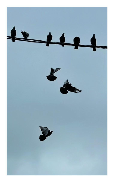 Six pigeons sit on a power cable as three more flap their wings in midair below. All are silhouetted against a gray-blue sky.