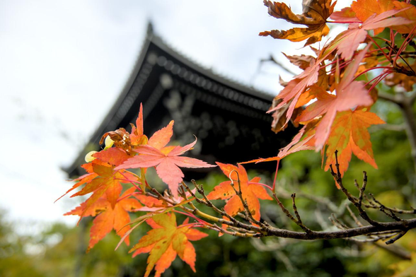 佛教大学建学之地の石碑あたりから紅葉と三門。/ 2026.08.11 知恩院から