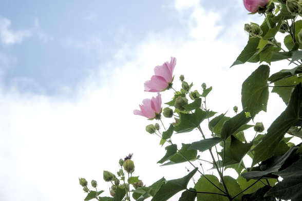 空に向かって咲くピンクのフヨウ。雲が多めだけど青空もしっかり見えている。/ 2026.08.08 河原町松原から