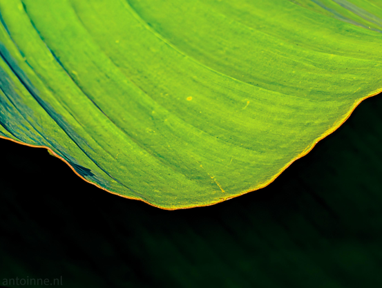 The vibrant texture and color gradient of a large banana leaf.

The close-up shot focuses on the wavy edge and surface of the  broad tropical leaf. Parallel veins run diagonally across the surface, giving the leaf a ribbed texture.

The main surface features a bright lime green hue that shifts into cool teal and blue-green tones toward the left side. A thin, glowing golden-orange edge outlines the undulating curve of the leaf, creating a striking border.