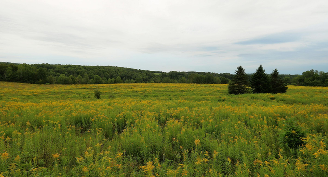 Photograph of a rural landscape showing a field completely covered in Canadian goldenrod, with its spikes of yellow flowers at the ends of lime-green leafy stems. Three dark, conical conifers stand side-by-side in the middle of the field. In the background, a green hill rises beneath a cloudy blue and white sky.

Photographie d'un paysage rural montrant un champ complètement recouvert par la verge d'or du Canada, avec ses épis de feurs jaunes au bout de tiges feuillus vert lime. Trois conifères coniques, foncés et côte-à-côte sont au milieu du champ. À l'arrière, une colline verte sous un ciel nuageux bleu et blanc.