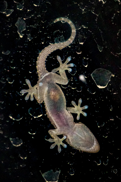 This is a photo of the underside of a small, light tan gecko on a window (at nighttime). The textured drop like pattern around it is just water residue. They have splayed toes with padded adhesive pads and their curled, textured tail are clearly visible against the dark background. (And you can even see the different colours in their tummy!!) Unfortunately this is the best quality I can upload because it gets super compressed - so this will have to do!