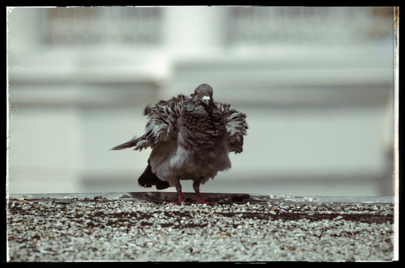 A pigeon from our local flock stands on the edge of a roof. It is looking at me looking at it. A gust of wind has lifted up its feathers, turning it into a little gray floof. 

These pigeons are quite used to us and are pretty friendly. This one came running up to me. I told it about the lens I was using but I don't think it understood.