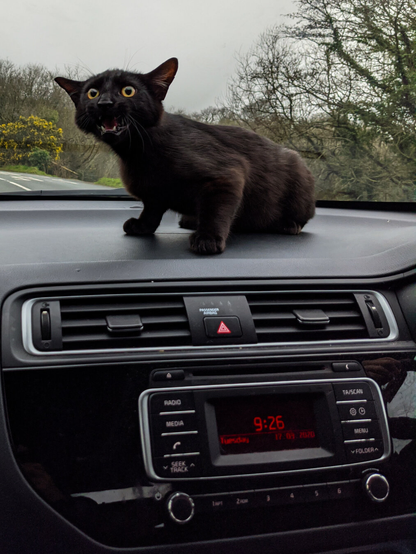 A black kitten with wide yellow eyes and an open meowing mouth sits on the dashboard of a car. Below the cat, the car's digital radio display shows the time 9:26 on a Tuesday, with trees and a road visible outside the windshield.