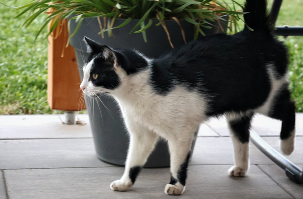 A black-and-white tuxedo cat stands alert on a light grey patio, its tail raised as it gazes intently to the side. The cat’s white face, chest, and paws contrast sharply with its sleek black back and head markings. Behind it, a large grey planter holds lush green plants, while a black metal chair and a wooden column from the patio roof are partially visible to the right, all set against a blurred green garden background.