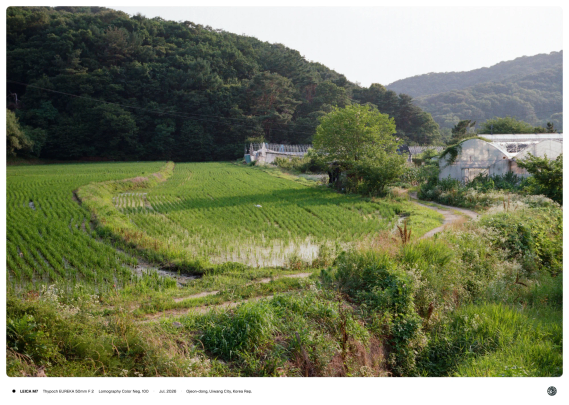 논밭 풍경 한 가운데 백로가 서 있는 모습.
