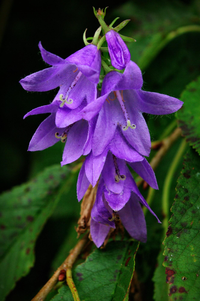 A purple creeping bellflower is seen close up. Leaves and stems are seen in the background. 