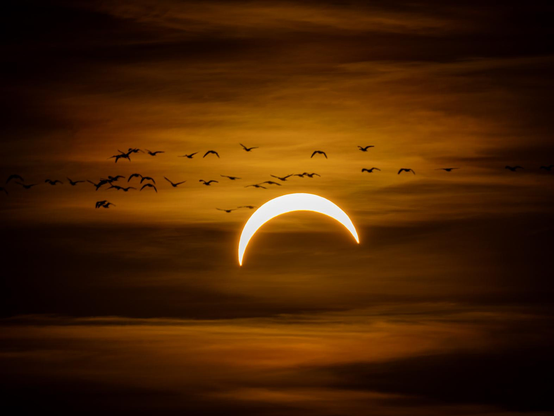Ein oranger leicht bewölkter Himmel. Im Zentrum die Sichel der Sonnenscheibe, von der rechts unten ein großer Teil fehlt. Über der Sichel fliegt ein Schwarm Gänse durch das Bild