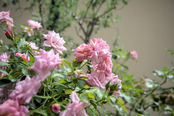同じく、因幡堂の壁沿いに設置されたプランターで咲いているピンクのバラ。小さめの花が多数咲いている。/ 2026.08.08 不明門通・因幡堂平等寺前から
