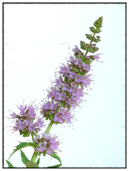 Flower, color, photo
