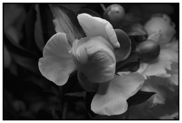Flower, monochrome, photo