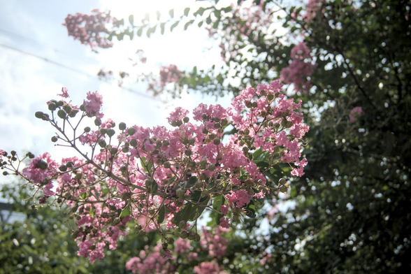 ピンクのサルスベリ。逆光で花が日光を受けている。/ 2026.08.02 なすありの径から
