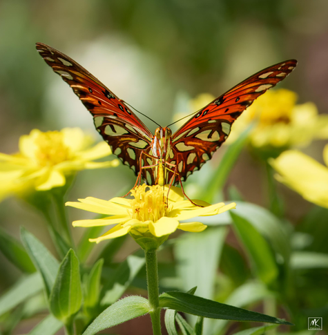 Macro color photo of a predominantly orange butterfly with white and black spots viewed head on with wings partially opened in a vee shape. It is perched on top of a yellow zinnia flower with other yellow zinnias behind it.