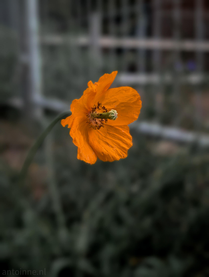 A vibrant bright orange poppy flower. Its delicate petals have a crinkled texture, typical of poppies. In the center, there is a distinct green seed pod surrounded by a circle of brownish-dark stamens.